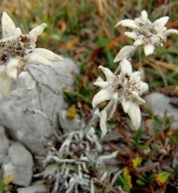 Stelle alpine sfiorite